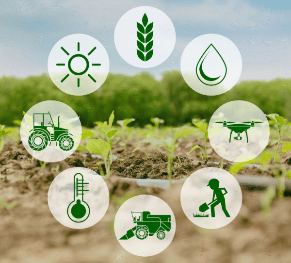 The Role of Technology in Smart Farming