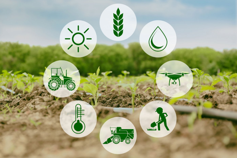 The Role of Technology in Smart Farming